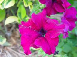 Flowers purple 1.JPG